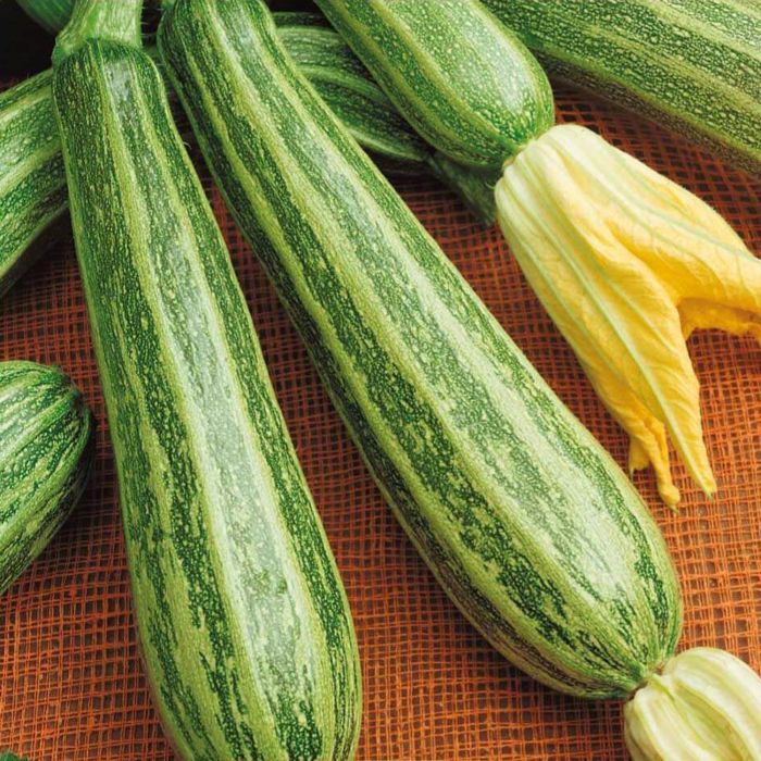 Zucchino Striato di Napoli | ‎ Bestprato by Hortus