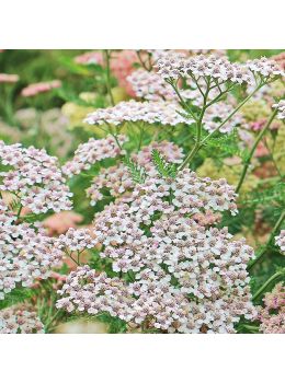 L'Achillea Millefoglie (Achillea filipendulina) è un fiore con infiorescenze piatte che possono essere recise ed essiccate Acquista i semi su Bestprato.com