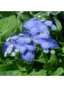 Semi di Agerato Nano Blu (Ageratum houstonianum)