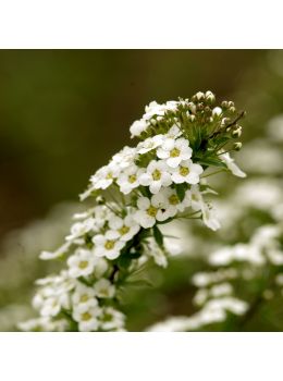 Semi di Alisso Nano (Alyssum maritimum)