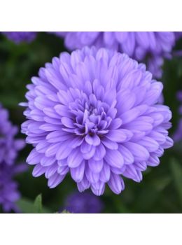 Semi di Astro Gigante della California (Callistephus chinensis)