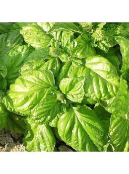 Basilico Foglia di Lattuga | ‎ Bestprato by Hortus