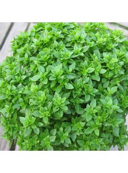 Basilico Foglia Fine Verde | ‎ Bestprato by Hortus