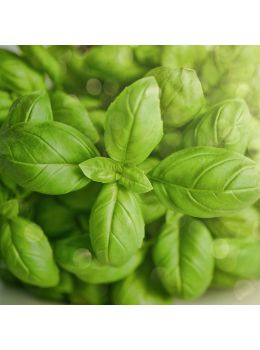 Basilico Italiano | ‎ Bestprato by Hortus