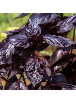Basilico a Foglia Violetta | ‎ Bestprato by Hortus