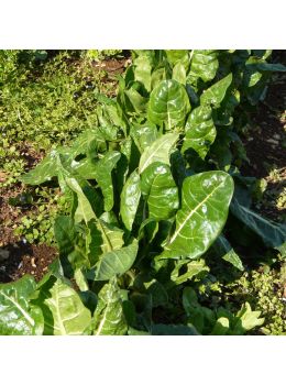 Bietola da Coste Bionda a Costa Argentata 2 | ‎ Bestprato by Hortus