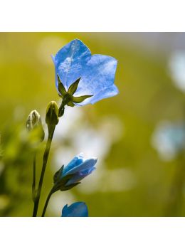 Semi di Campanula Carpatica Bleu (Campanula carpatica)