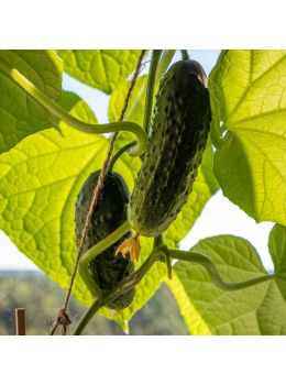 Cetriolo Vert Long Maraicher | ‎ Bestprato by Hortus