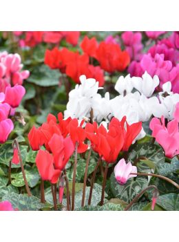 Ciclamino di Persia | ‎ Bestprato by Hortus