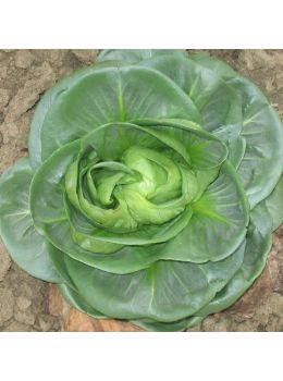 Cicoria Grumolo Verde | ‎ Bestprato by Hortus