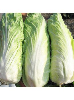 Cicoria Pan di Zucchero Biologica | ‎ Bestprato by Hortus