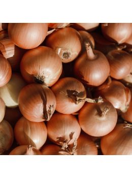 Cipolla Dorata di Parma | ‎ Bestprato by Hortus