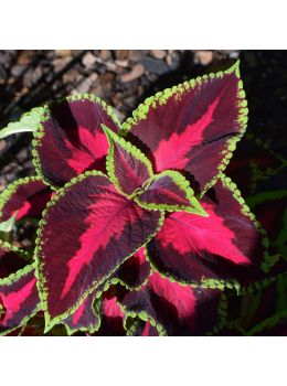 Semi di Coleus Arcobaleno (Coleus blumei)
