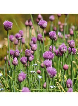 Erba Cipollina | ‎ Bestprato by Hortus