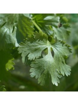 Coriandolo | ‎ Bestprato by Hortus