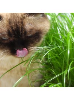 Erba Gatta | ‎ Bestprato by Hortus