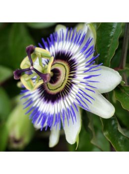 Passiflora Cerulea | ‎Bestprato by Hortus