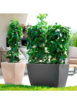 Vaso Cassa Veneto Teraplast