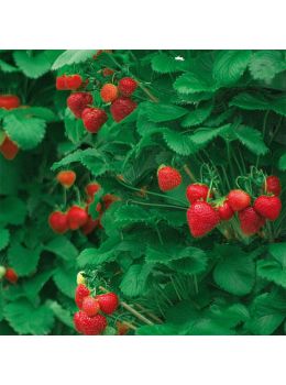 Fragole Rampicanti | ‎ Bestprato by Hortu