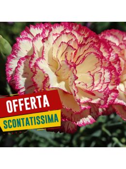 Semi di Garofano Chabaud Doppio in Mix (Dianthus caryophyllus)