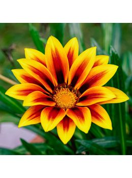 Gazania | Bestprato by Hortus