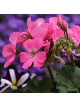 Semi di Geranio a Grandi Fiori in Mix (Pelargonium zonale)