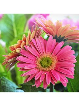 Gerbera | Bestprato by Hortus