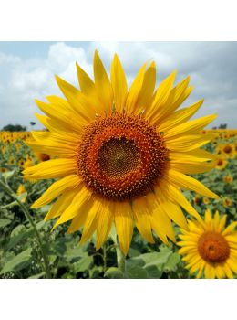 Semi di Girasole Gigante (Helianthus annuus)