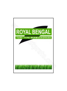 Bermudagrass Royal Bengal
