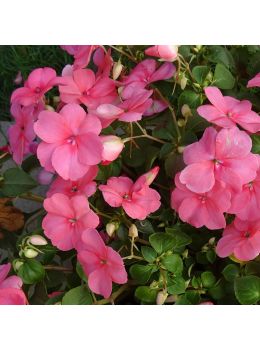 Impantiens o Fiori di Vetro | ‎ Bestprato by Hortus