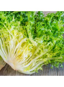 Indivia Riccia Pancalieri a Costa Bianca | ‎ Bestprato by Hortus