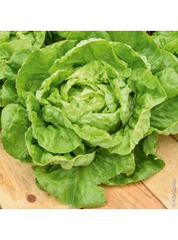 Lattuga Meraviglia d'Inverno | ‎ Bestprato by Hortus