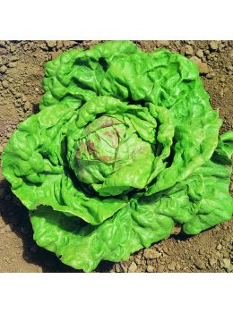 Lattuga Regina di Maggio | ‎ Bestprato by Hortus