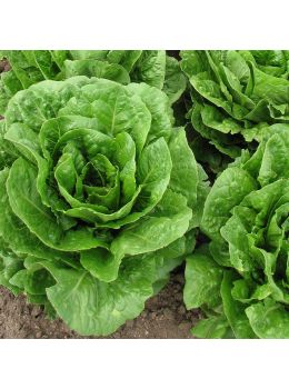 Lattuga Sant'Anna | ‎ Bestprato by Hortus