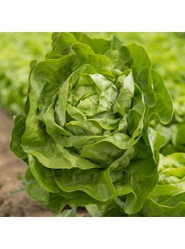 Lattuga Trocadero | ‎ Bestprato by Hortus