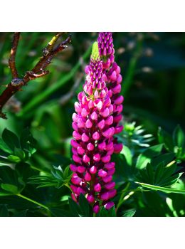 Semi di Lupino Perenne (Lupinus polyphyllus)