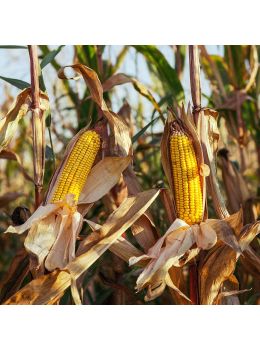 Mais Dolce Golden Bantam | ‎ Bestprato by Hortus