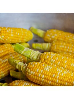 Mais da Pop Corn | ‎ Bestprato by Hortus