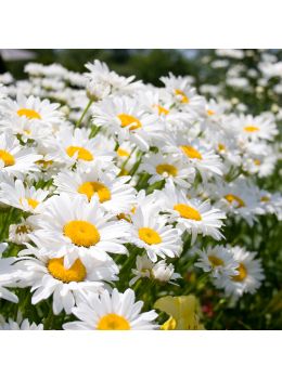 Semi di Margherita Gigante (Chrysanthenum leucanthemum)