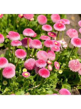 Semi di Margherita Pomponette Doppia in Mix (Bellis Perennis)