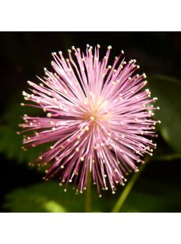 Semi di Mimosa Pudica Sensitiva (Mimosa pudica)