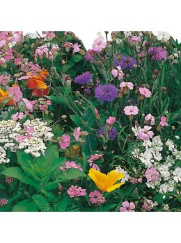 Semi di Miscuglio Fiorito Prato Giapponese (Flower mix)