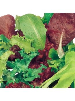 Misticanza di Indivia Cicoria Lattuga e Valeriana | ‎ Bestprato by Hortus