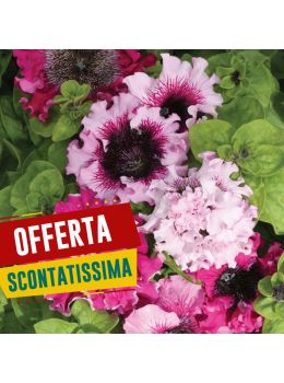 Semi di Petunia Superbissima in Mix (Petunia hybrida)