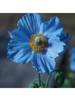 Semi di Papavero da Campo (Papaver rhoeas)