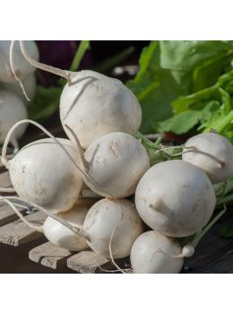 Rapa Palla di Neve | ‎ Bestprato by Hortus