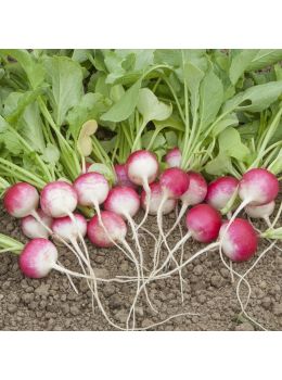Ravanello National 2 | ‎ Bestprato by Hortus