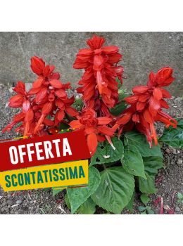 Salvia Splendens Nana | ‎ Bestprato by Hortus