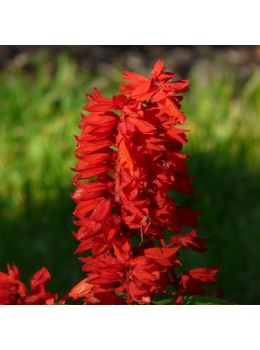 Salvia Splendens Alta | ‎ Bestprato by Hortus