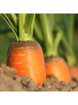 Carota Berlicum 2 Biologica | ‎ Bestprato by Hortus